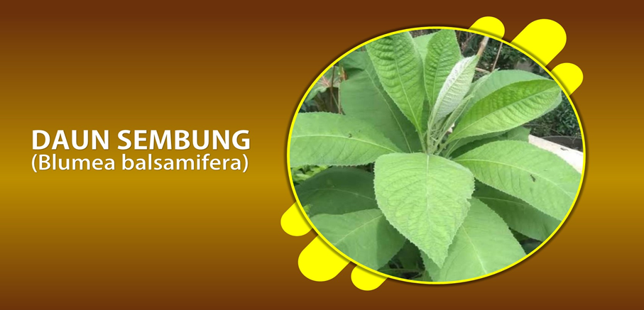 Daun Sembung Turunkan Berat Badan Daun Sembung Turunkan Berat Badan